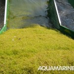 Aquamarine Aquatic Weed Harvester